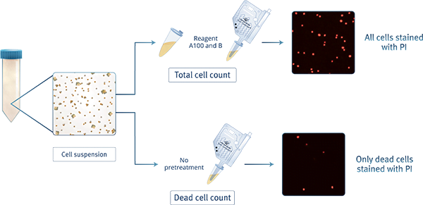 aggregated cells nc100 1