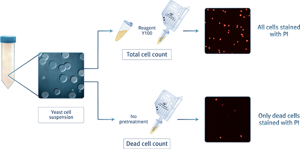 aggregated cells yc100